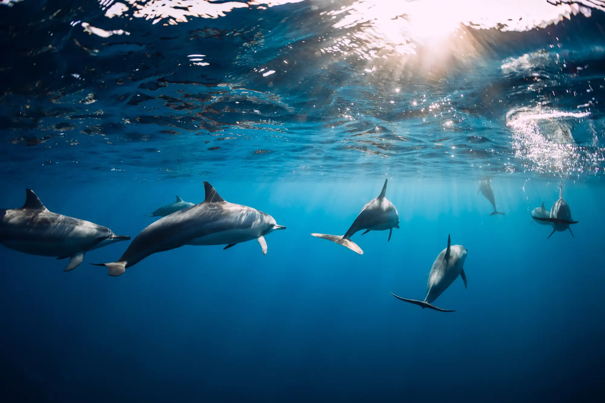 Dolphins in the water